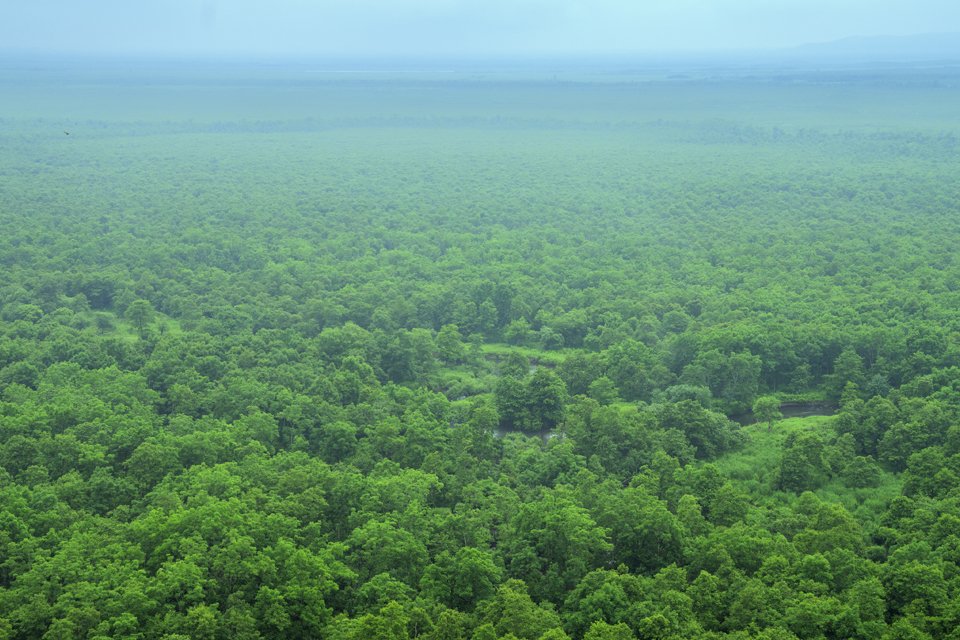 北海道の森には針葉樹と広葉樹の様々な木々が共演しています
