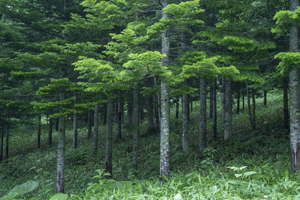 モミ（トドマツ）は円錐形の美しい形をしていて、枝が上向きに伸びるのが特徴